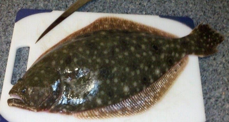 Summer Flounder