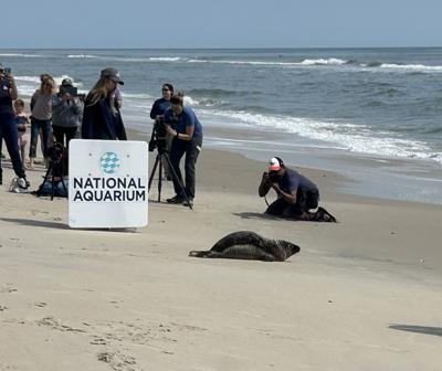 seal release.jpg