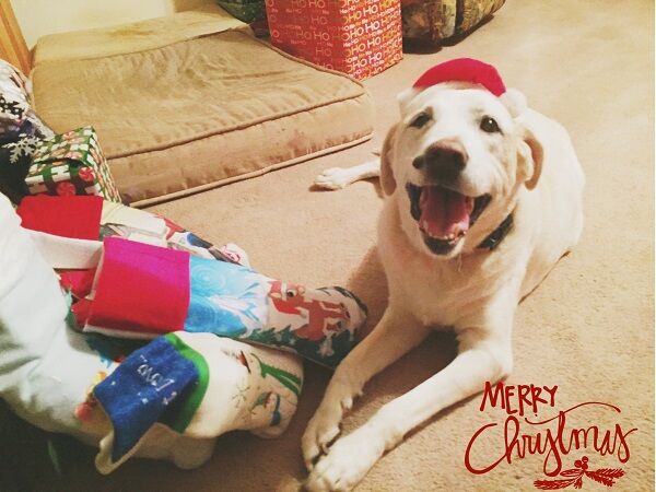 molly-kamp-stevensville-md