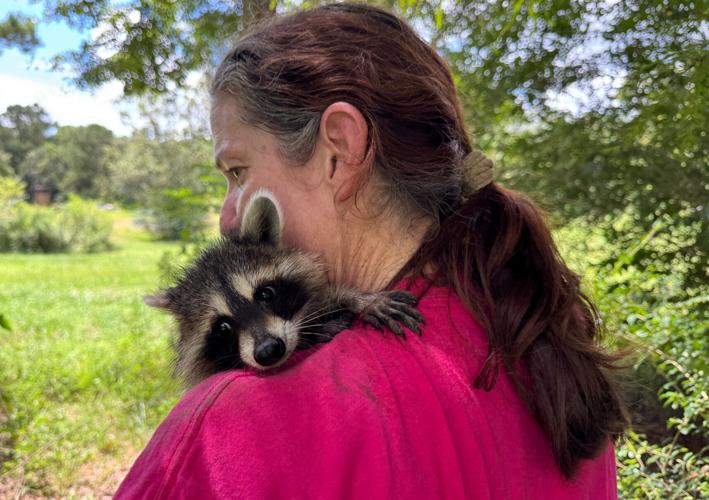 Raccoon Boot Camp