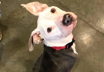 Dog Found Abandoned in Del. With Note About Owner's Homelessness