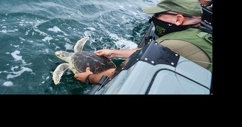 DNR Asks Marylanders to Look Out for Cold-Stunned Marine Life - Vimarsana News