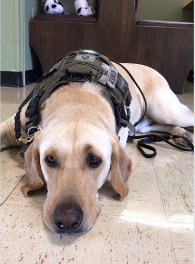 Salisbury Organization Trains Rescue Dogs for Wounded Veterans