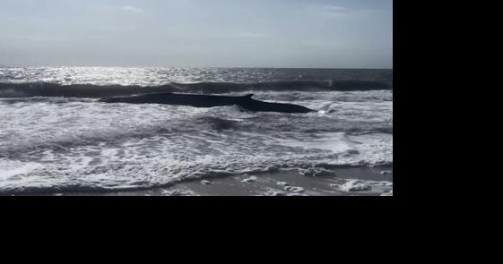 UPDATE: Beached Whale Surfaces at North Side of the Indian River Inlet Bridge - Vimarsana News