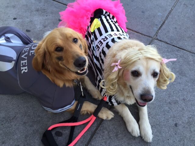 Chase is a five year old Golden Retriever, dressed as a WIDE RETRIEVER. His mother MADISON seven years old, dressed as a RUFFEREE.  They were in their costumes for about six hours. Wig and all.
