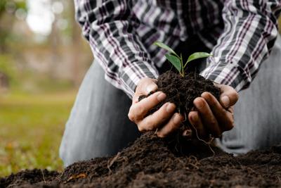 Organic vs. Synthetic Fertilizers: Which Is Better For Plant Growth?