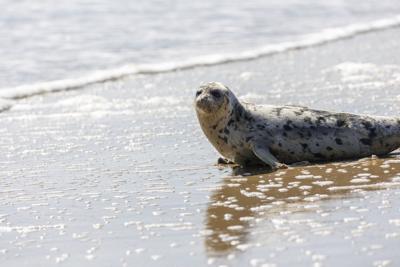 National Aquarium Seal Rescue