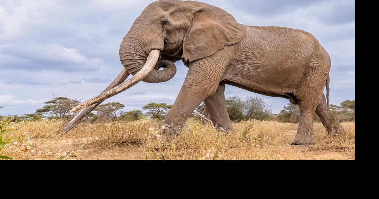 Conservationists in Kenya pay tribute to beloved 'super tusker' elephant Craig, who died at age 54