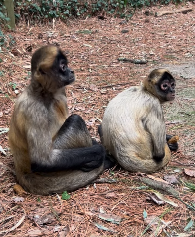 Salisbury Zoo Spider Monkeys