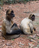 Salisbury Zoo Introduces New Black-Handed Spider Monkeys
