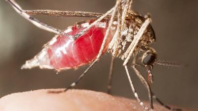 Mosquito