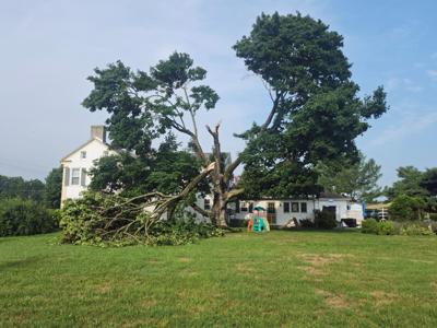 Milford tree