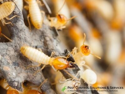 Pest Control Solutions & Services Outlines Comprehensive Pest Prevention Strategies for Largo, FL Properties
