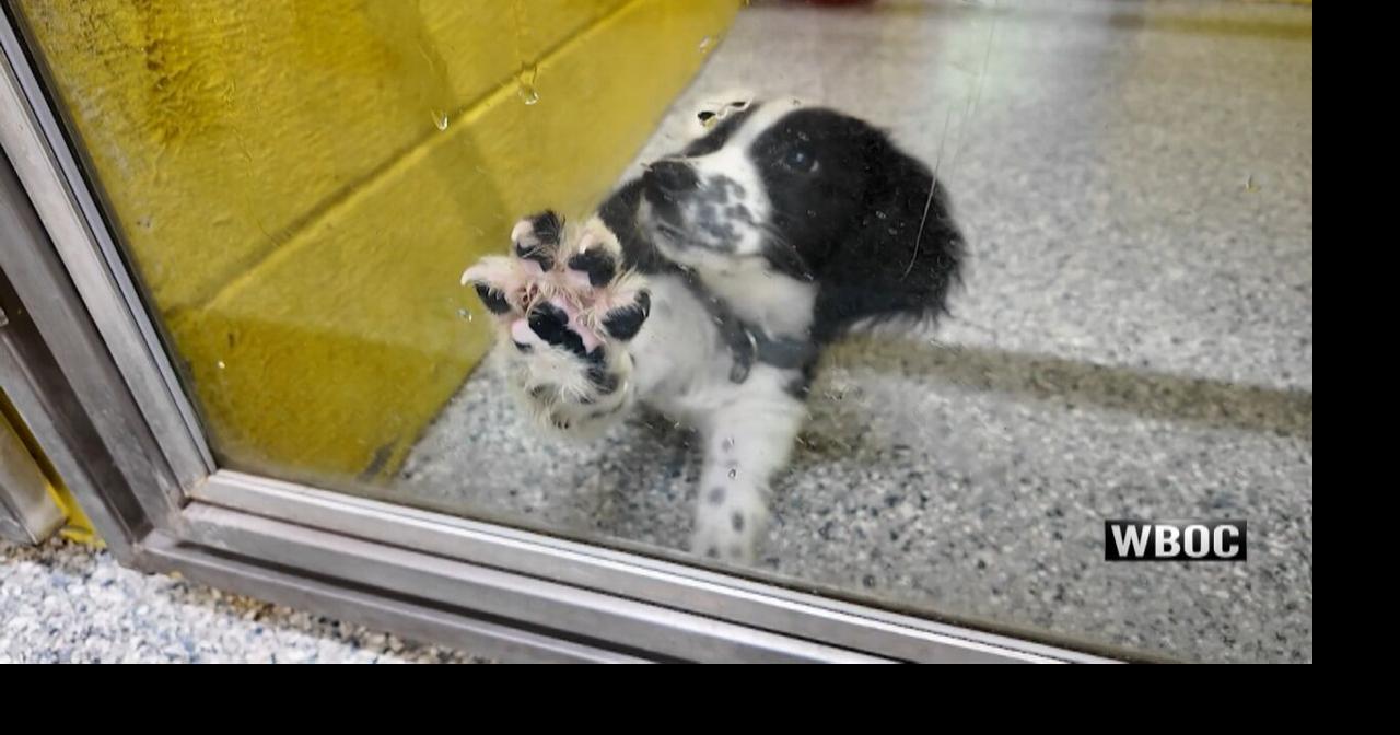 Baywater Animal Shelter helps rescued Salisbury dogs find new homes