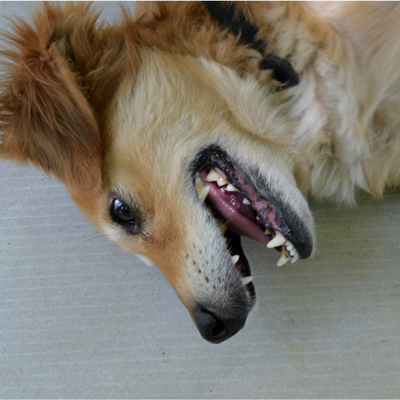 Harbourside Animal Hospital: Tampa's Experienced Veterinarian