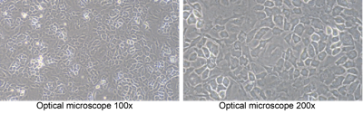 Quality Earns Global Trust: Cloud�Clone Primary Mouse Osteoblasts Boost International Bone Research
