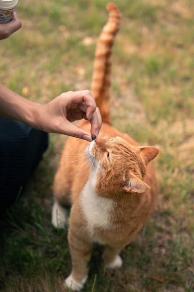 Why cat dental disease is often hidden until it’s advanced