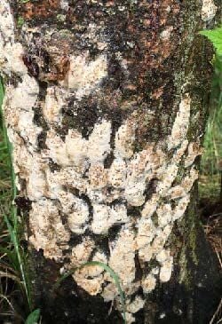 SpongyMoth2.jpg