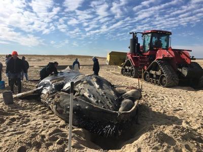 Humpback Whale Washes Ashore in Lewes