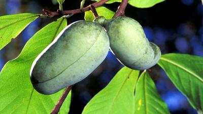 Travels With Charlie: A Decade in the Paw Paw Patch