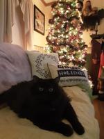 The Pintos in Hebron