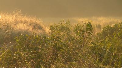 Travels With Charlie: This Dew’s for You