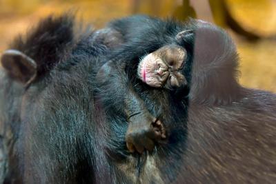 It's a Girl!: Maryland Zoo Welcomes Newborn Baby Chimpanzee