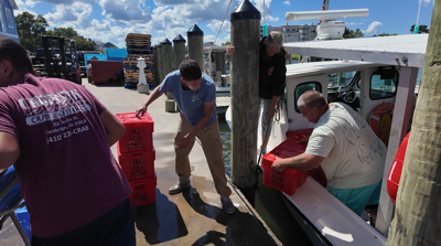 A waterman taking crabs out of his boat to sell to a local seafood company. 