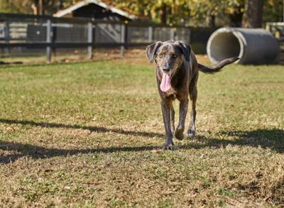 Canine Revolution Dog Training Rallies Charleston to Protect Hallie Hill Animal Sanctuary's Most Vulnerable Dogs
