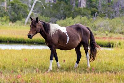 Chincoteague pony in a field.
