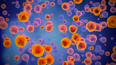A graphic shows what measles may look like under a microscope.