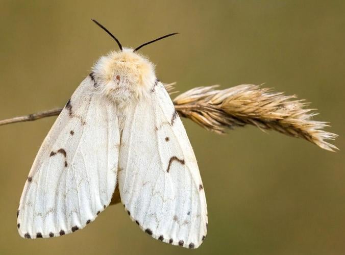 spongy moth gypsy moth