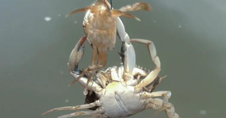 37-year study reveals impact of blue crab cannibalism in Chesapeake Bay