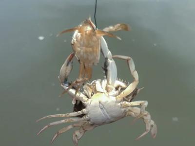 Blue crab cannibalism