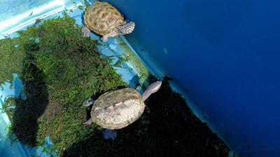 Terrapin Turtles