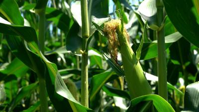 Corn