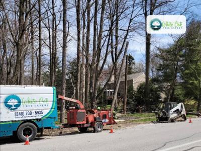 Affordable Arborist Tree Care Becomes More Accessible Through White Oak Tree Expert