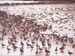 Boating Restrictions during Waterfowl Hunting Season
