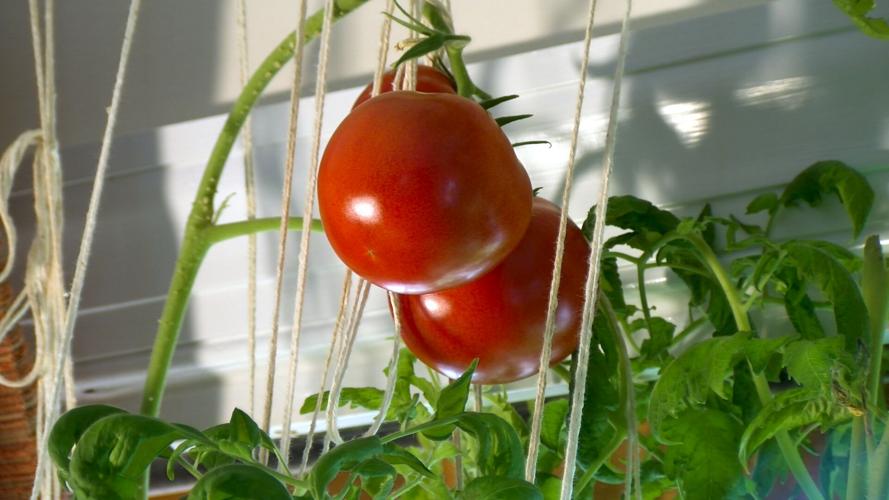 TOMATO BROLL.00_00_14_18.Still001