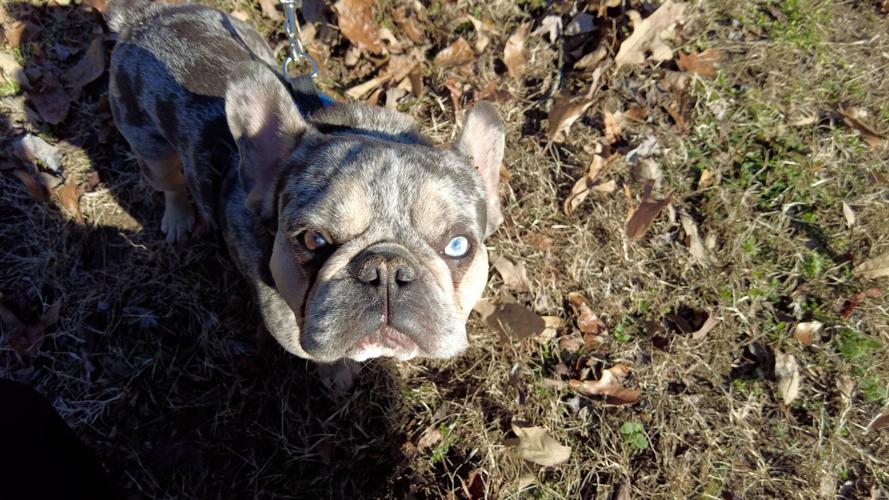 Donations Needed To Help Repair Animal Rescue and Sanctuary Fence