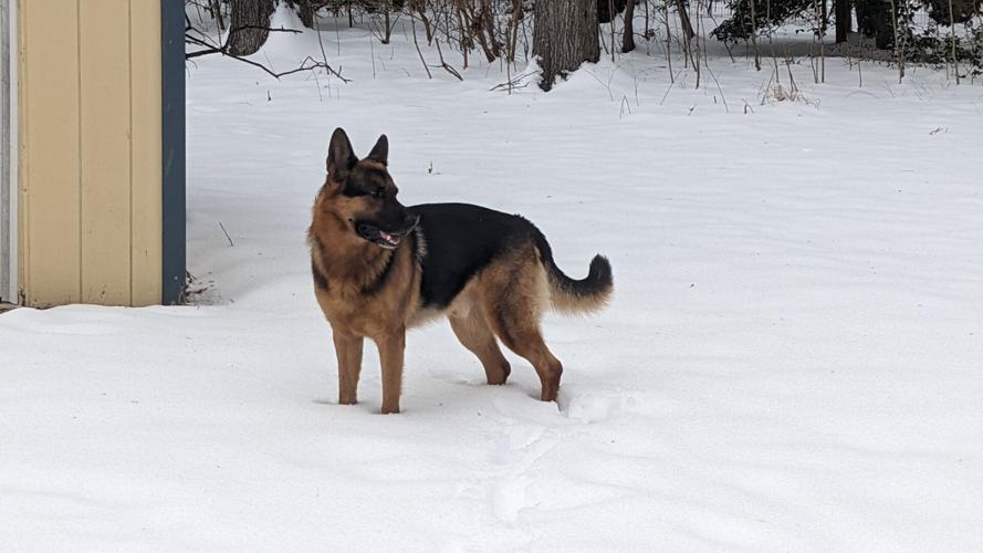 German Shepherd in Snow