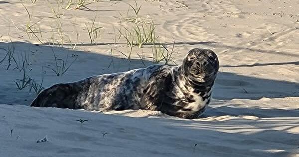 MERR advises beachgoers and boaters to look out for seals as they return to Delaware beaches