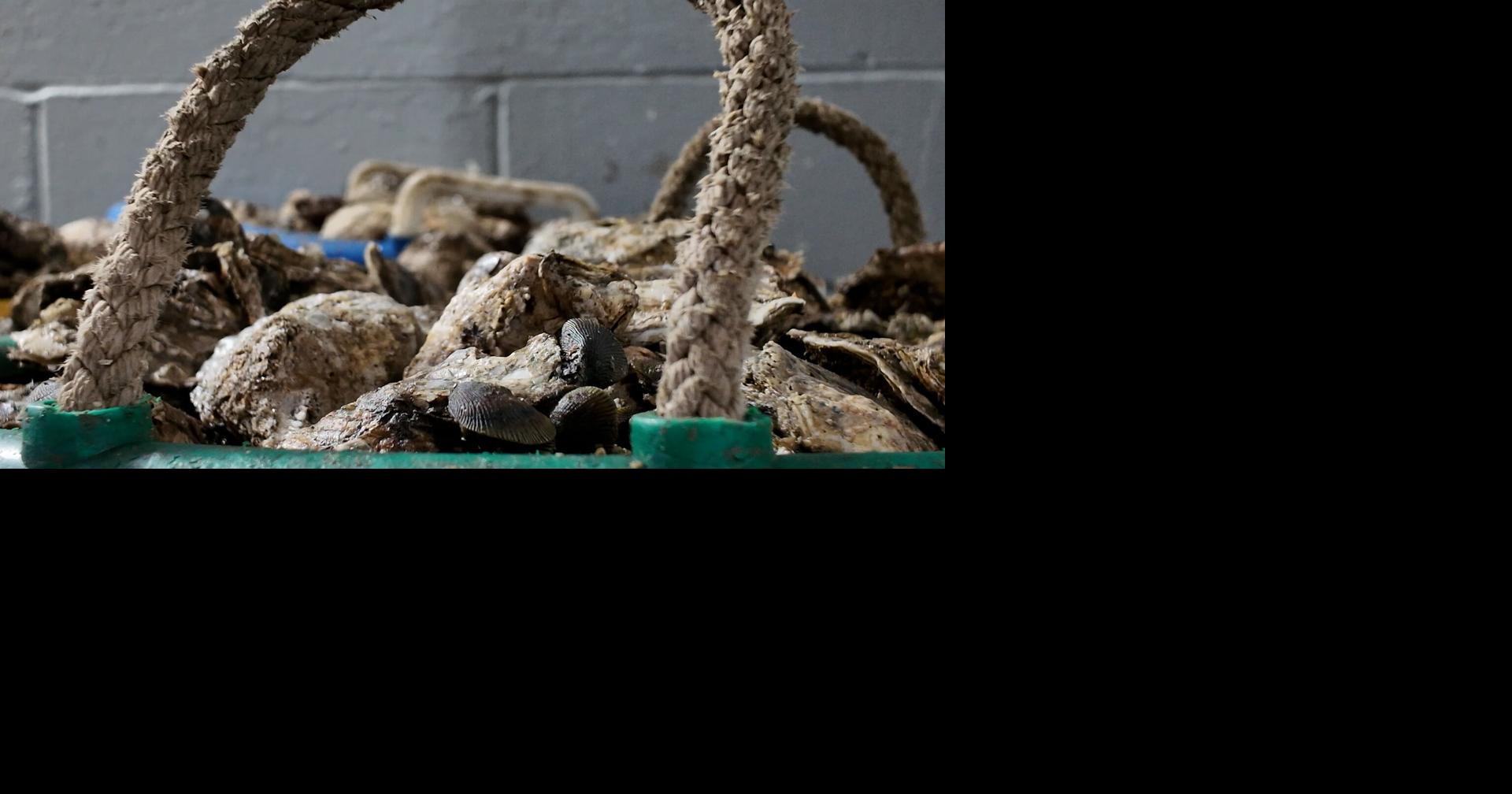New Federal Push To Open Up More Oyster Reefs To Watermen But Prohibit Funding to Sanctuaries