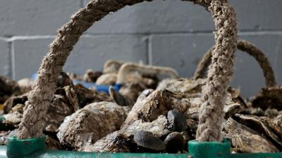 Basket of Oysters