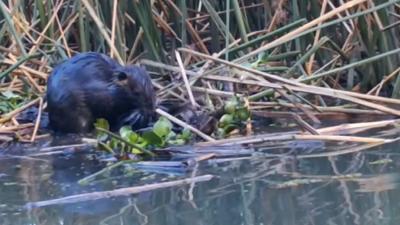 Nutria Eradicated From Blackwater National Wildlife Refuge