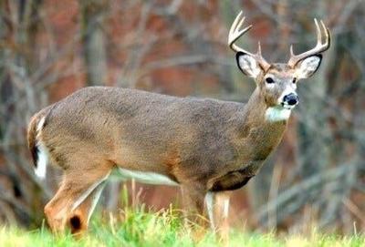 Maryland Hunters Can Get Tax Break for Donating Venison