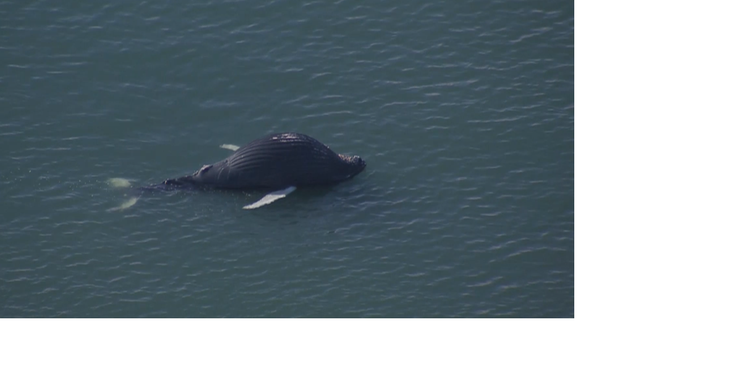 UPDATE: Dead whale spotted off Bethany Beach, MERR says it was hit by ship
