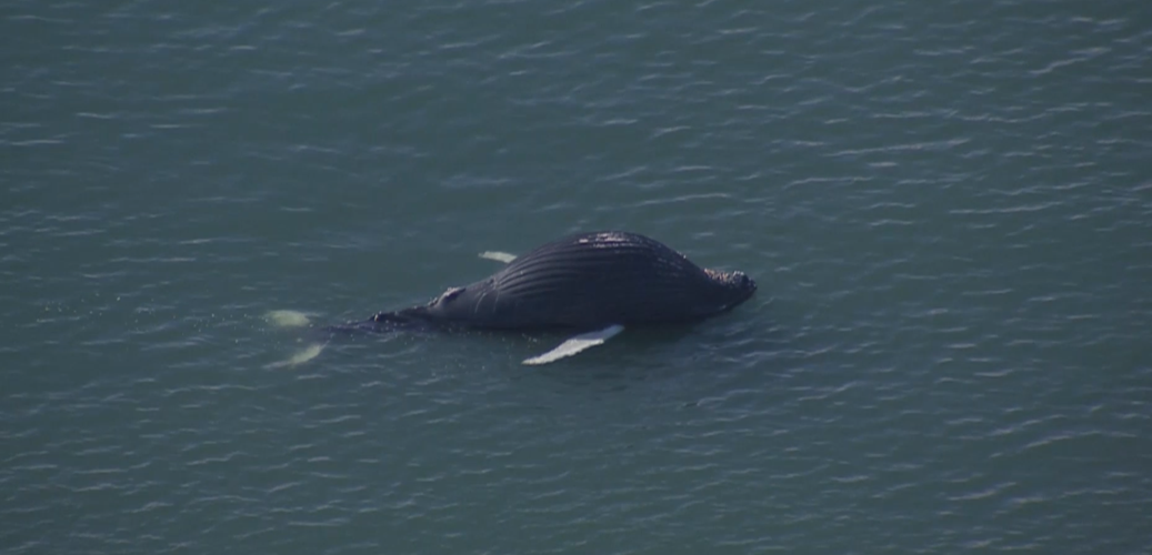 Dead whale off Bethany