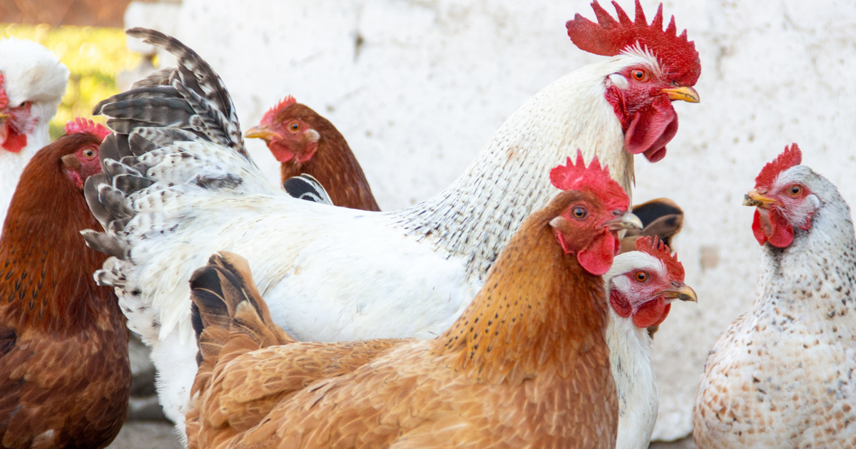 Sussex County Backyard Flock Tests Presumptive Positive for Bird Flu - WBOC TV 16