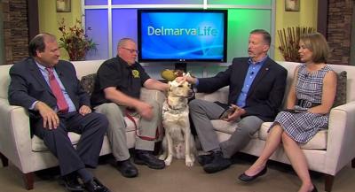 State Farm Hero Dog   May 1  2015   YouTube